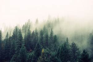 Mist-in-Trees